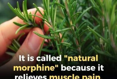 Thumbnail for Rosemary: A Timeless Ally for Mind and Body 🌿