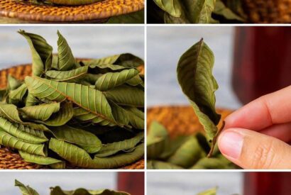 Thumbnail for Unlock the full potential of guava leaves and start reaping the rewards of this extraordinary plant