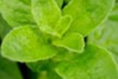 Thumbnail for THE MOST POWRFUL PLANT