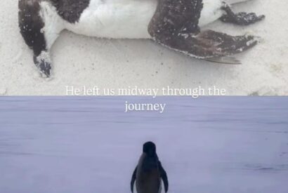 Thumbnail for Who’s that “Nilhist Penguin” walking to the mountains? Science explained behind the meme