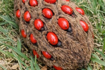 Thumbnail for Found this weird fuzzy cone with bright red berries popping out of it under my tree.
