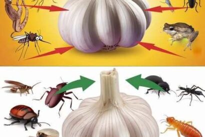 Thumbnail for How to Use Garlic to Keep Pests Away: Mice, Flies, Cockroaches, Lice and Lizards