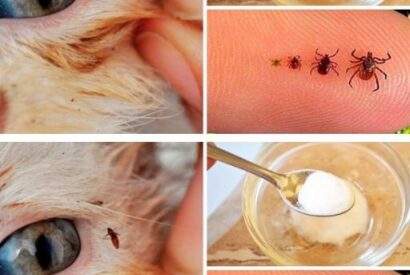 Thumbnail for How to Get Rid of Fleas on Your Cat or Dog Easily and Naturally