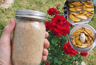 Thumbnail for Banana Peel Flour: The Potassium “Power-Up” That Helps Roses Bloom All Summer