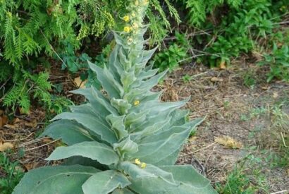 Thumbnail for Stumble upon this plant and you’ve struck gold. Most folks walk right past it without a clue