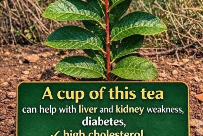 Thumbnail for guava leaf tea recipe