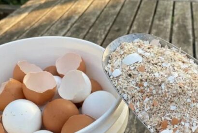 Thumbnail for How to Prepare Eggshells by Boiling Them for Everyday Home Uses