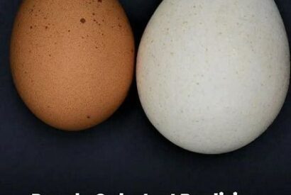 Thumbnail for People Are Only Just Realizing Why We Don’t Eat Turkey Eggs