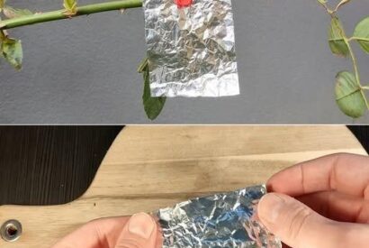 Thumbnail for The Surprising Power of Aluminum Foil in the Garden: A Simple Trick to Keep Pests Away