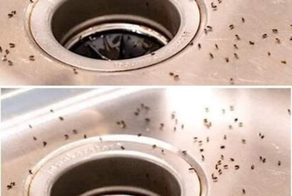 Thumbnail for GNATS IN THE KITCHEN ? 7 Proven Tips to Get Rid of Them for Good