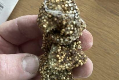 Thumbnail for “Found this sticky gunk under a shelf inside my house. What is this?”