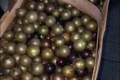 Thumbnail for Since yall know everything what are these called