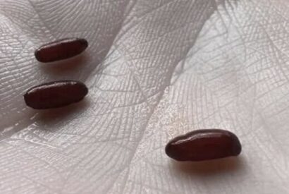 Thumbnail for Three Mysterious Capsules on the Bed — What They Really Are (And Why They Look So Alarming)