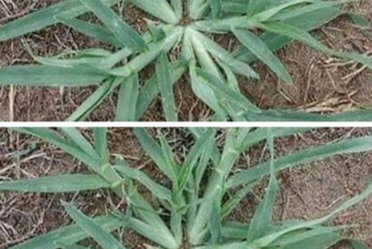 Thumbnail for Why You Should Never Uproot Purslane (The “Cat’s Tongue” Healing Secret)