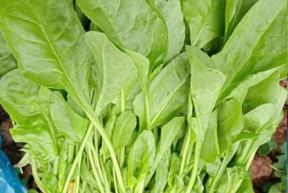 Thumbnail for Doctors reveal that eating spinach causes