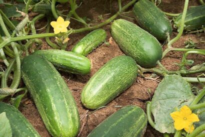 Thumbnail for Doctors reveal that eating cucumbers causes…