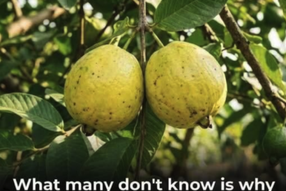 Thumbnail for Guava: Health Benefits, Facts, and Myths