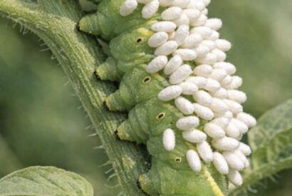 Thumbnail for Spotted this large green caterpillar on my plants covered in white standing things. Is it a fungus or eggs? Should I remove it?