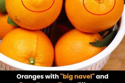 Thumbnail for Oranges with big navel and “small navel” are different