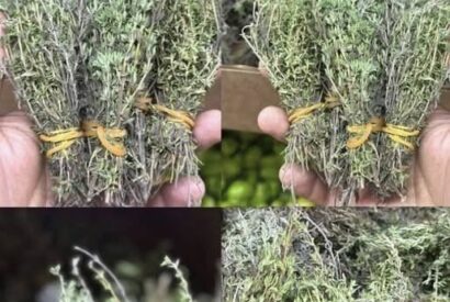 Thumbnail for Hyssop Benefits & Uses – Powerful Medicinal Herb for Respiratory Health, Digestion & Natural Remedies