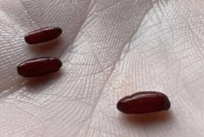 Thumbnail for Three Mysterious Capsules on the Bed — What They Really Are (And Why They Look So Alarming)