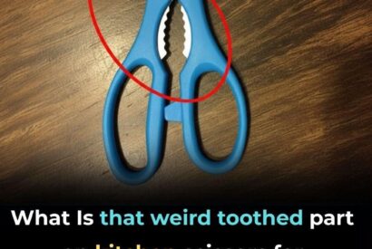 Thumbnail for Weird Toothed Part on Kitchen Scissors