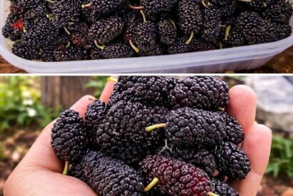 Thumbnail for The BEST Superfood Guide: Health Benefits of Mulberries (For Weight Loss & Meal Prep!)