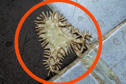 Thumbnail for The BEST Guide to Bathroom Slime Mold (Easy Cleaning Hack & Healthy Home!)