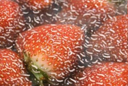 Thumbnail for I soaked my berries in salt water and saw these white wiggling things come out. Should I just throw them away?