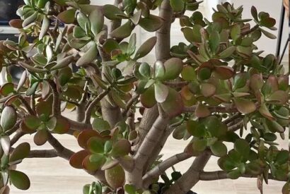 Thumbnail for Many people grow the “money tree” at home. But here is what few people know about this plant.