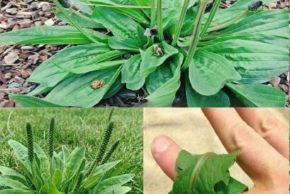 Thumbnail for Discover Amazing Uses of This Plant to Improve Your Health Naturally