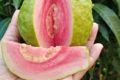 Thumbnail for Doctors reveal that guava leaf tea causes…