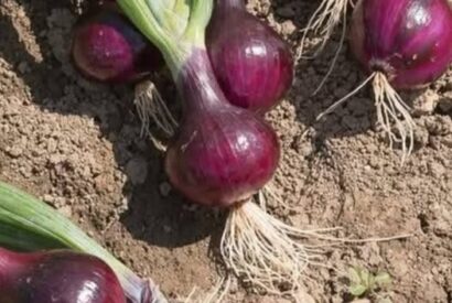 Thumbnail for Doctors Reveal: The Surprising Health Benefits of Eating Onions Daily