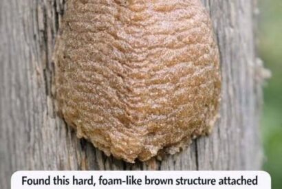 Thumbnail for Found this hard, foam-like brown structure attached to a fence post in the backyard. I was about to scrape it off but hesitated. What is it?