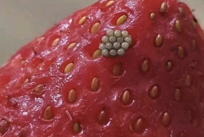 Thumbnail for I soaked my berries in salt water and saw these white wiggling things come out. Should I just throw them away