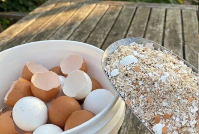 Thumbnail for Don’t Throw Them Away Anymore — Boil Eggshells and Say Goodbye to These Everyday Problems