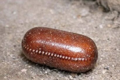 Thumbnail for Found this small, hard, brown pill-shaped object behind my kitchen cabinet. It has a weird ridge on the side and looks like a dried bean. What is this?