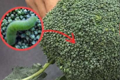 Thumbnail for Washing broccoli with just water is wrong: This is the correct way.
