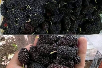 Thumbnail for Fresh Mulberries (The “Hidden Superfruit” Secret)