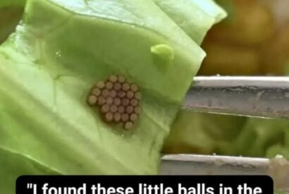 Thumbnail for She Thought It Was Quinoa—Until a Closer Look Revealed Something Unexpected