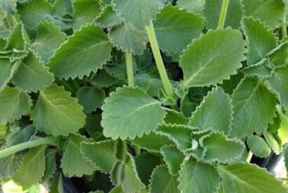 Thumbnail for A Scientific Look at Oregano’s Role in Supporting Wellness