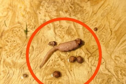 Thumbnail for The Science Behind Why Food Can Sometimes Look Unusual and Surprising