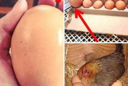 Thumbnail for Farmer finds giant egg but what was inside was even more puzzling