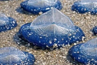 Thumbnail for Found thousands of these translucent blue, plastic-looking ovals washed up on the beach today. They have a stiff fin on top and blue jelly underneath. Are they dangerous?