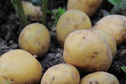Thumbnail for Doctors reveal that eating potatoes causes …!!!