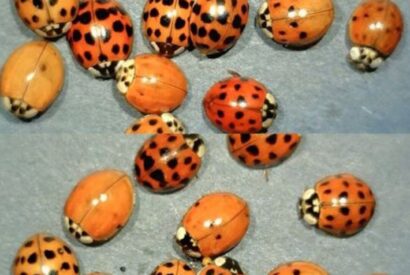 Thumbnail for What It Means If You See a Yellow Ladybug — Luck, Science, and Symbolism Explained