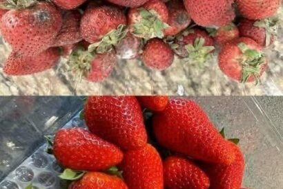 Thumbnail for How to Keep Strawberries Fresh Longer: 7 Expert Tips to Prevent Mold and Spoilage