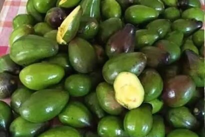 Thumbnail for 5 Potential Risks of Eating Avocados You Should Know