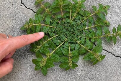 Thumbnail for Just one leaf of this plant is worth a gold mine!…